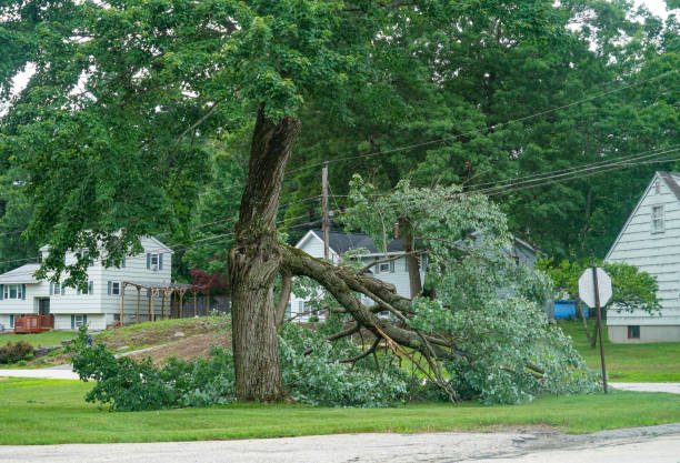 How Our Tree Care Process Works  in  Placentia, CA