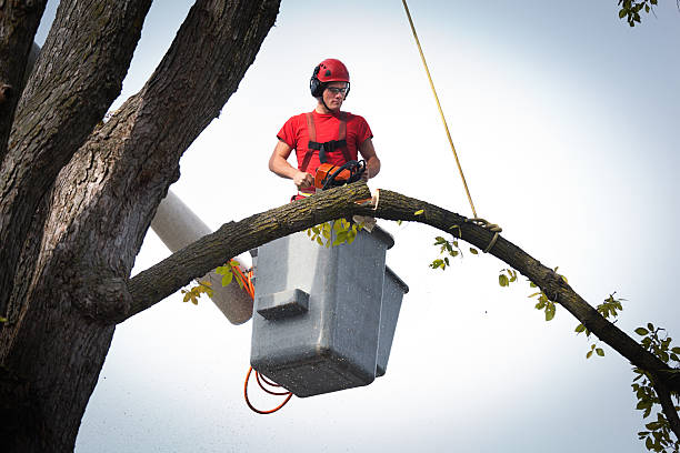 Best Tree Maintenance Programs  in Placentia, CA