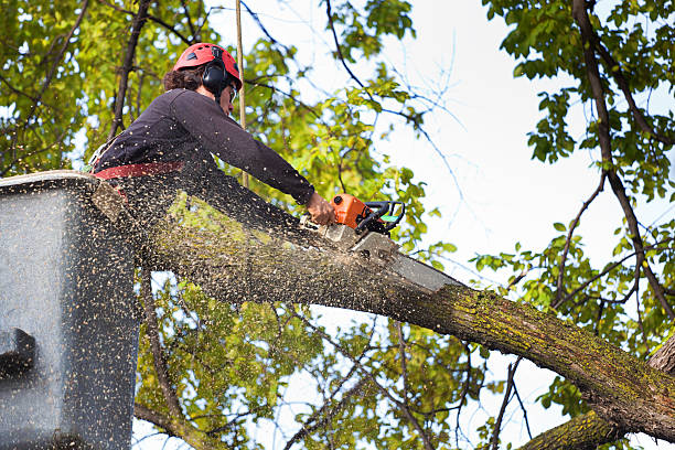 Best Firewood Processing and Delivery  in Placentia, CA